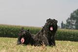 BOUVIER DES FLANDRES 387